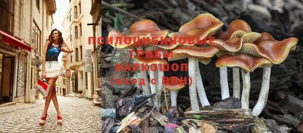 ГАЛЛЮЦИНОГЕННЫЕ ГРИБЫ Аркадак