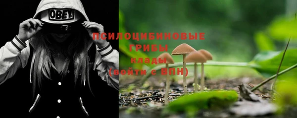 ГАЛЛЮЦИНОГЕННЫЕ ГРИБЫ Аркадак